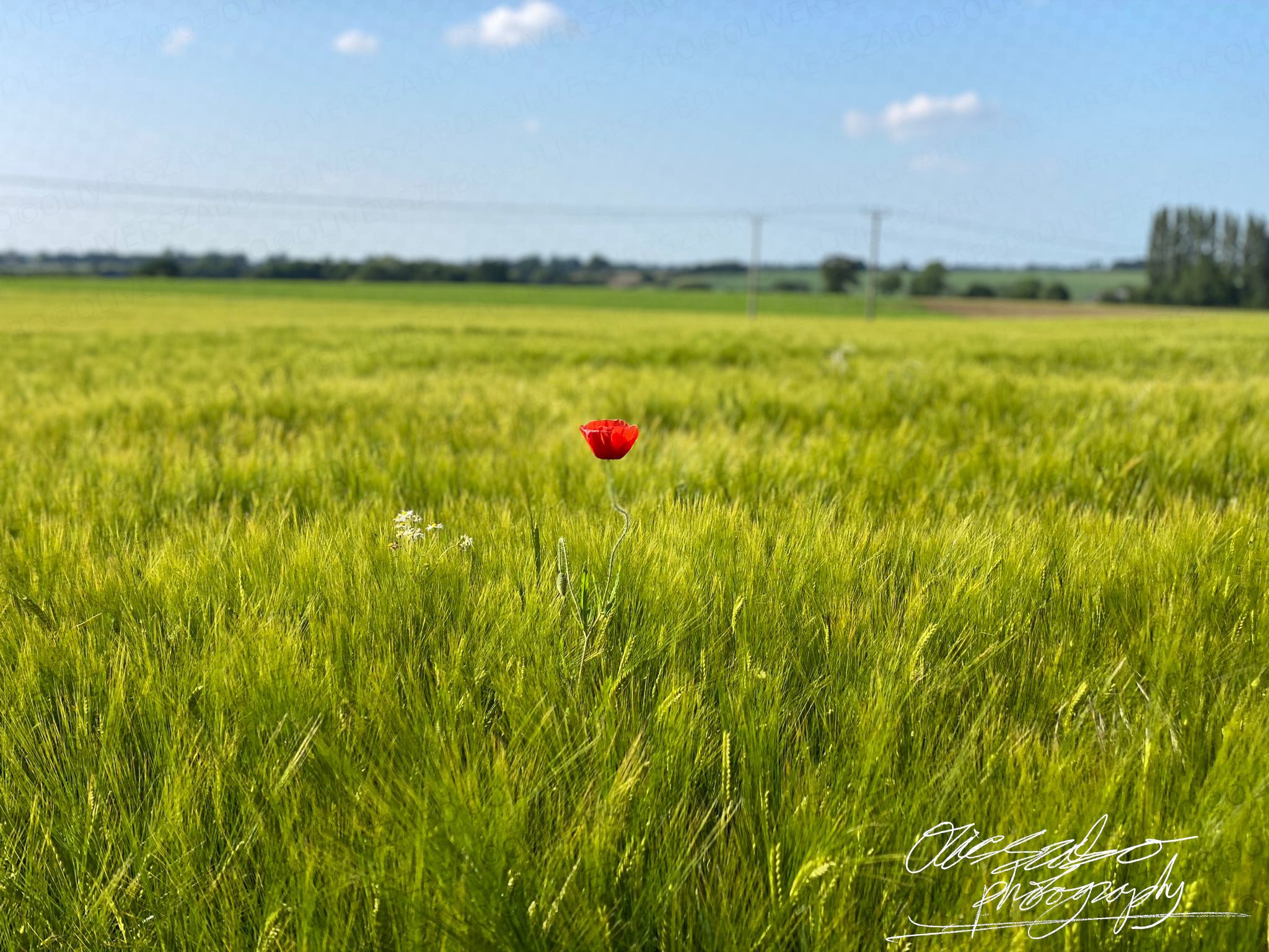 Poppy In Field